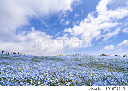 春の国営ひたち海浜公園　満開のネモフィラ　茨城県ひたちなか市 101673446