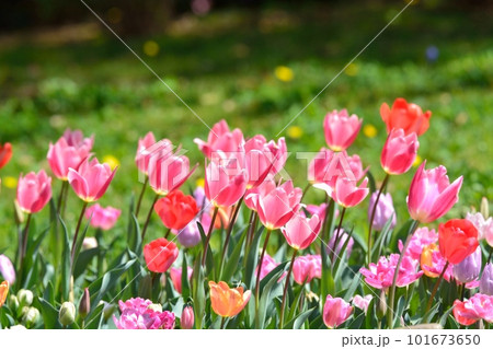 満開のチューリップ畑 101673650