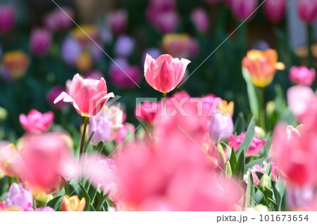 満開のチューリップ畑 101673654