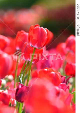 満開のチューリップ畑 101673662