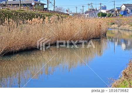 川口散歩:芝川の流れ 葦 川口市領家 川口散歩:芝川の流れ 葦 川口市領家 101673682