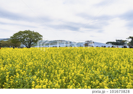 春の国営ひたち海浜公園 満開の菜の花畑とネモフィラ 茨城県ひたちなか市 春の国営ひたち海浜公園 満開の菜の花畑とネモフィラ 茨城県ひたちなか市 101673828