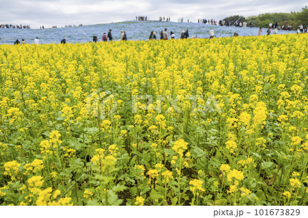 春の国営ひたち海浜公園　満開の菜の花畑とネモフィラ　茨城県ひたちなか市 101673829
