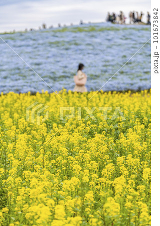 春の国営ひたち海浜公園 満開の菜の花畑とネモフィラ 茨城県ひたちなか市 春の国営ひたち海浜公園 満開の菜の花畑とネモフィラ 茨城県ひたちなか市 101673842