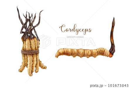 Cordyceps sinensis fungus watercolor illustration set. Hand drawn medicinal mushroom image. Cordyceps on a caterpillar body. Natural organic treatment element. Medical mushroom bunch with a rope Cordyceps sinensis fungus watercolor illustration set. Hand drawn medicinal mushroom image. Cordyceps on a caterpillar body. Natural organic treatment element. Medical mushroom bunch with a rope 101673843