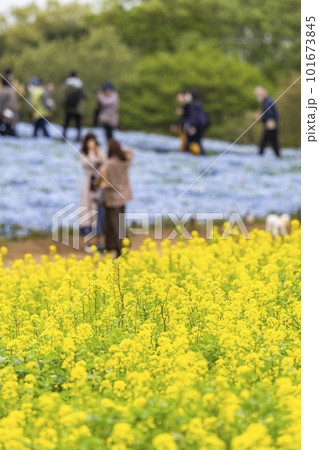 春の国営ひたち海浜公園 満開の菜の花畑とネモフィラ 茨城県ひたちなか市 春の国営ひたち海浜公園 満開の菜の花畑とネモフィラ 茨城県ひたちなか市 101673845