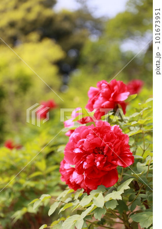 赤い牡丹の花 赤い牡丹の花 101673951