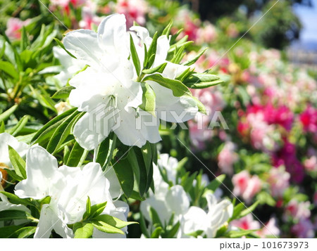 背景素材　満開のツツジ　初夏イメージ 101673973