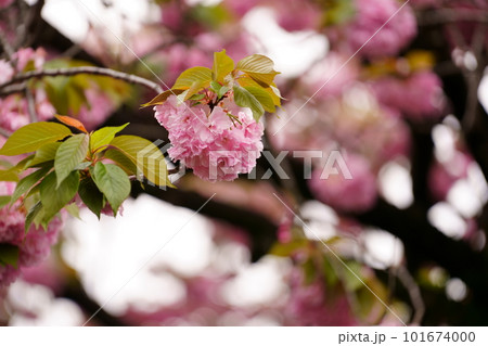 華やかな八重桜の花咲く 華やかな八重桜の花咲く 101674000