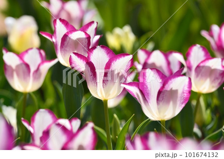 満開のチューリップ畑 101674132