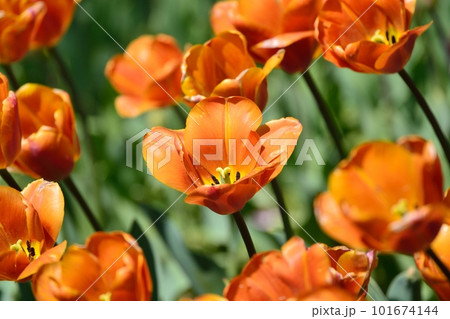 満開のチューリップ畑 101674144