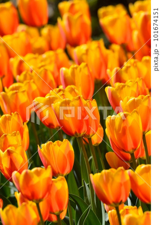満開のチューリップ畑 101674151