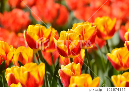 満開のチューリップ畑 101674155