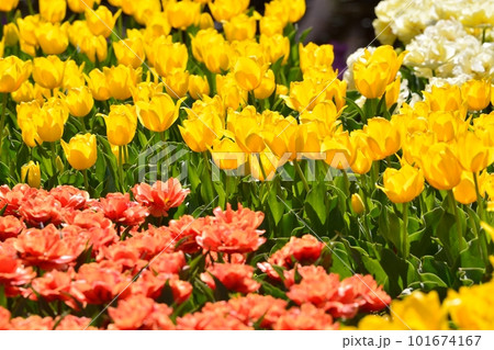 満開のチューリップ畑 101674167