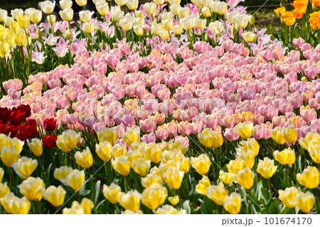 満開のチューリップ畑 101674170