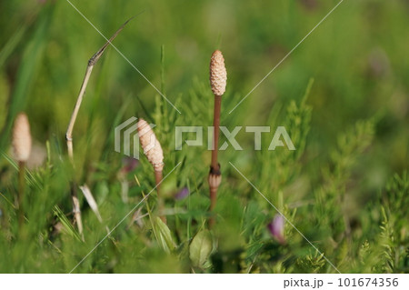 春の訪れを告げるつくし 101674356