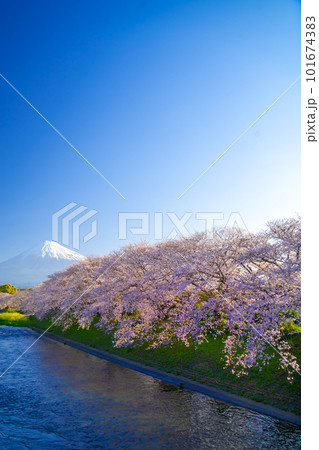 富士山と満開の桜 龍巌淵 101674383