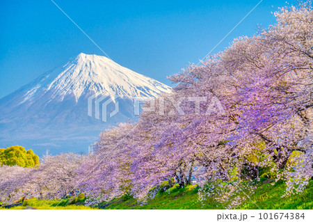 富士山と満開の桜 龍巌淵 101674384