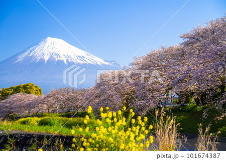 富士山と満開の桜 龍巌淵 101674387