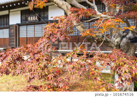 京都北山の源光庵の紅葉 本堂ともみじ 京都北山の源光庵の紅葉 本堂ともみじ 101674516