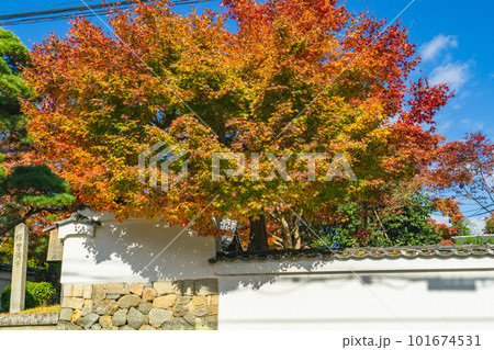 京都北山の源光庵の紅葉　表通りのもみじ 101674531