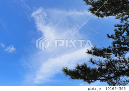 松の木 青空 雲 松の木 青空 雲 101674566