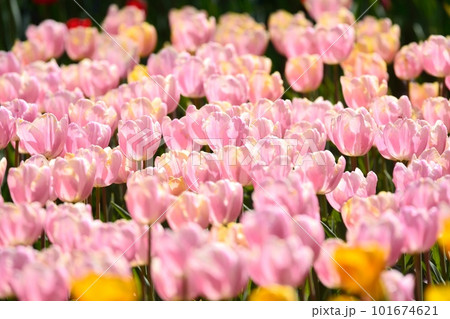 満開のチューリップ畑 101674621