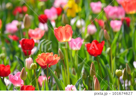 満開のチューリップ畑 101674627