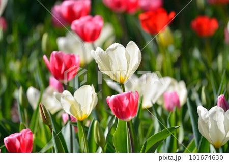 満開のチューリップ畑 101674630