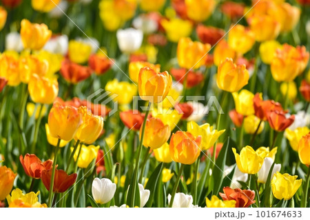 満開のチューリップ畑 101674633
