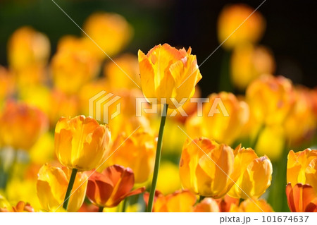 満開のチューリップ畑 101674637