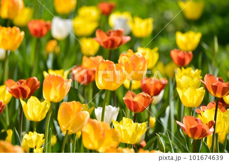 満開のチューリップ畑 101674639
