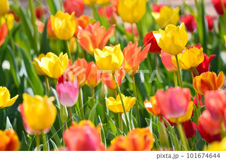 満開のチューリップ畑 101674644