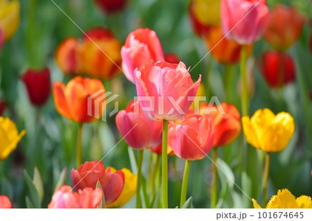 満開のチューリップ畑 101674645
