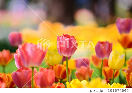 満開のチューリップ畑 101674646