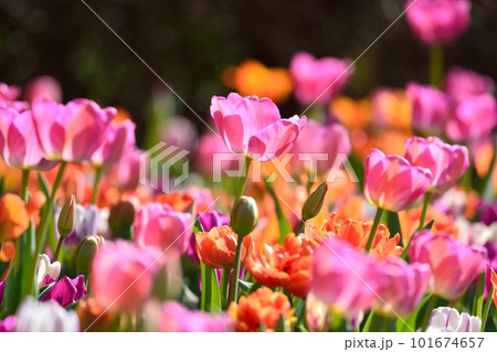 満開のチューリップ畑 101674657