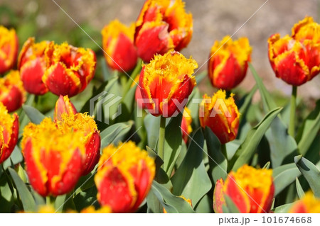 満開のチューリップ畑 101674668