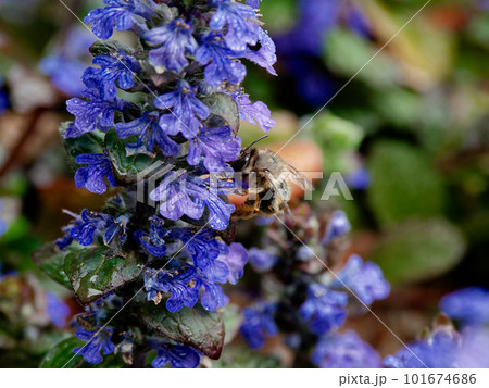 セイヨウジュウニヒトエの花と訪花昆虫 101674686