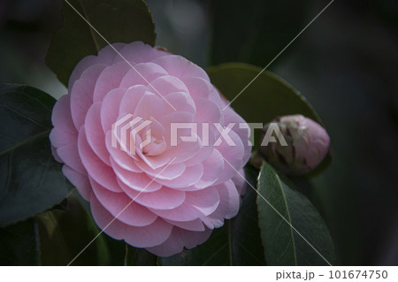 美しいピンクの椿の花 101674750