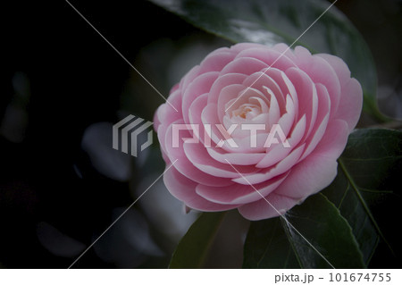 美しいピンクの椿の花 美しいピンクの椿の花 101674755