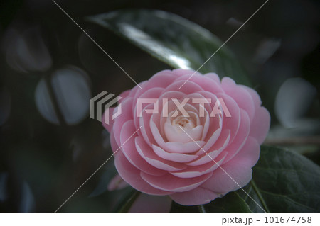 美しいピンクの椿の花 101674758