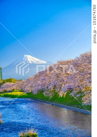 富士山と満開の桜 龍巌淵 101674760