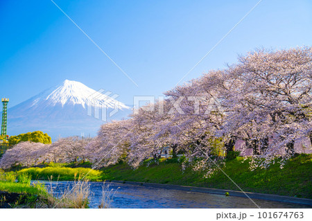 富士山と満開の桜 龍巌淵 101674763