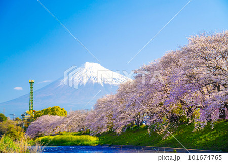 富士山と満開の桜 龍巌淵 101674765