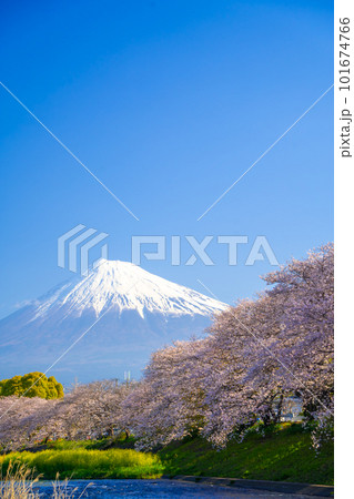 富士山と満開の桜 龍巌淵 101674766
