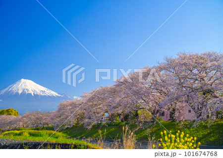 富士山と満開の桜 龍巌淵 101674768