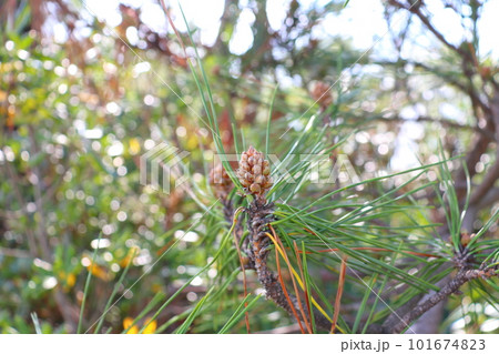 松の木　松の花　青空　雲 101674823