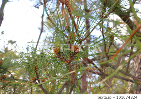 松の木　松の花　青空　雲 101674824