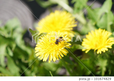 春の野原に咲くタンポポとハナアブ 春の野原に咲くタンポポとハナアブ 101674829