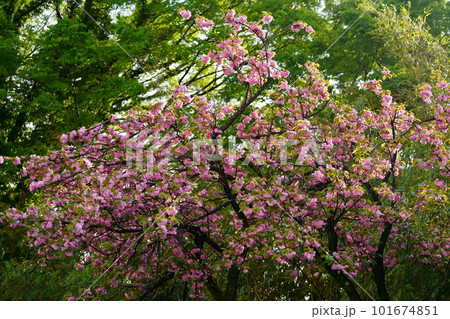 華やかな八重桜の花咲く 101674851